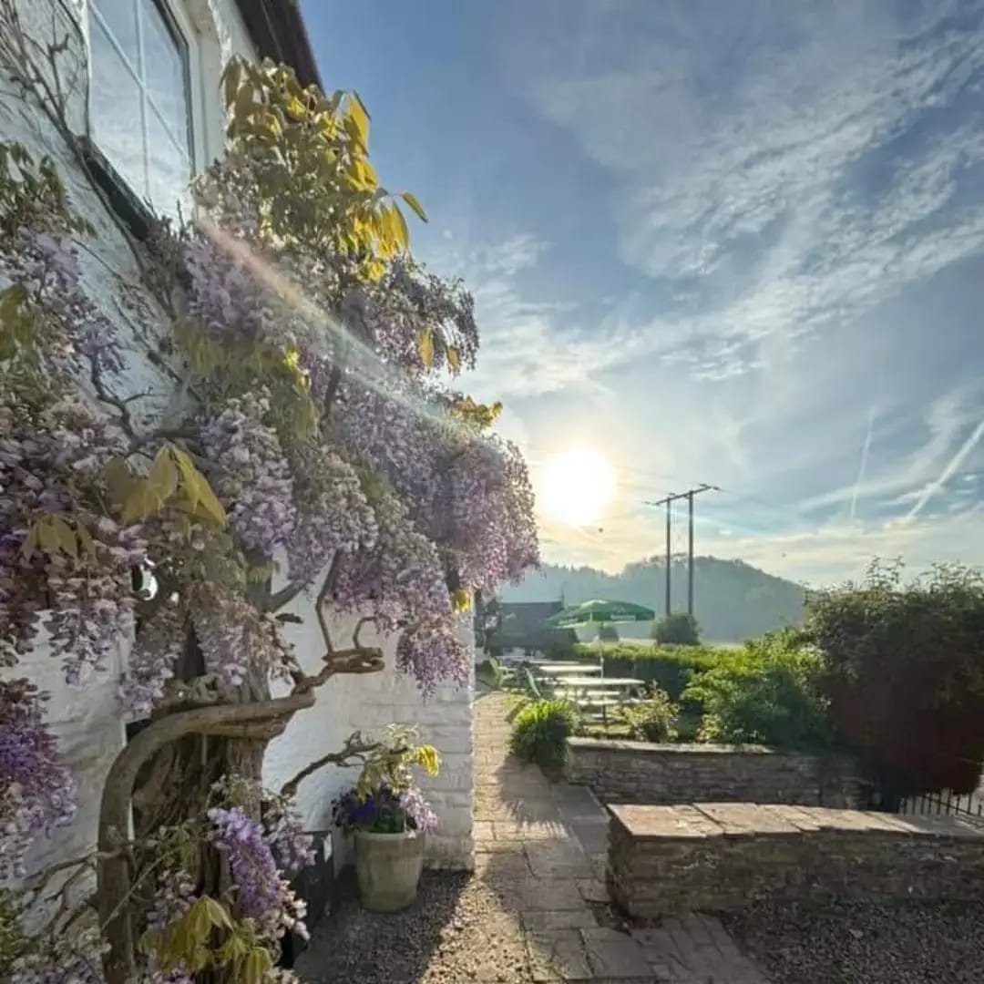 Wisteria in bloom climbing the whitewashed wall of The Halfway in Tal-y-Coed, with the garden and Monmouthshire hills beyond